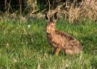 2. Brown Hare.jpg